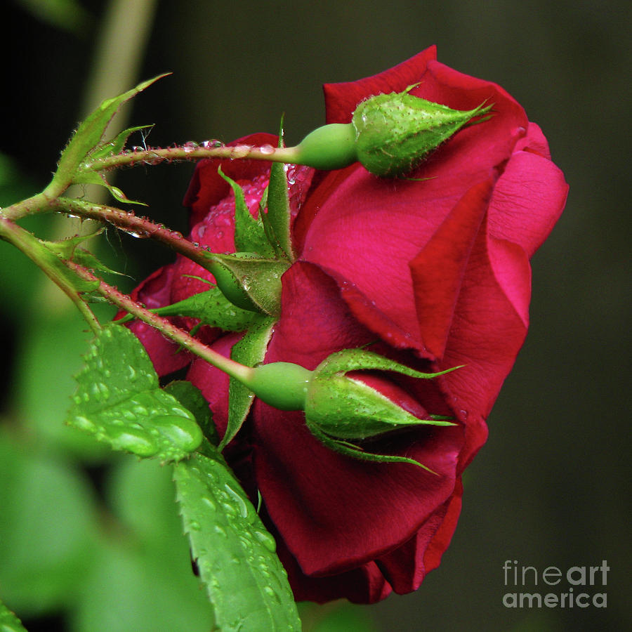 Rose Bud Beauty Photograph by Deborah Johnson