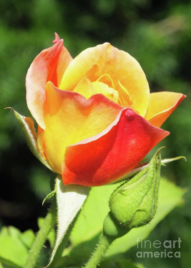 Rose Bud - Joseph's Coat Of Many Colors Photograph by Cindy Treger