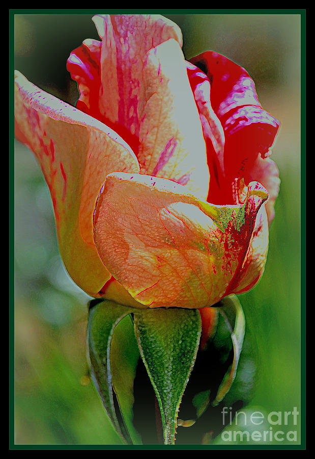 Rose Bud Photograph by Diane montana Jansson