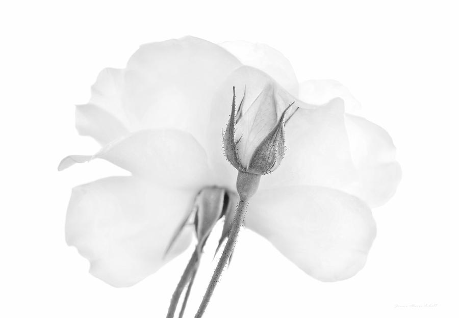 Rose Bud Flower Monochrome Photograph by Jennie Marie Schell