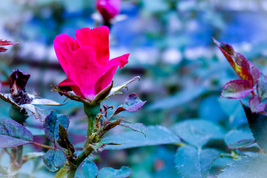 Nature Photograph - Rose Bud In A Garden by Marisela Mungia