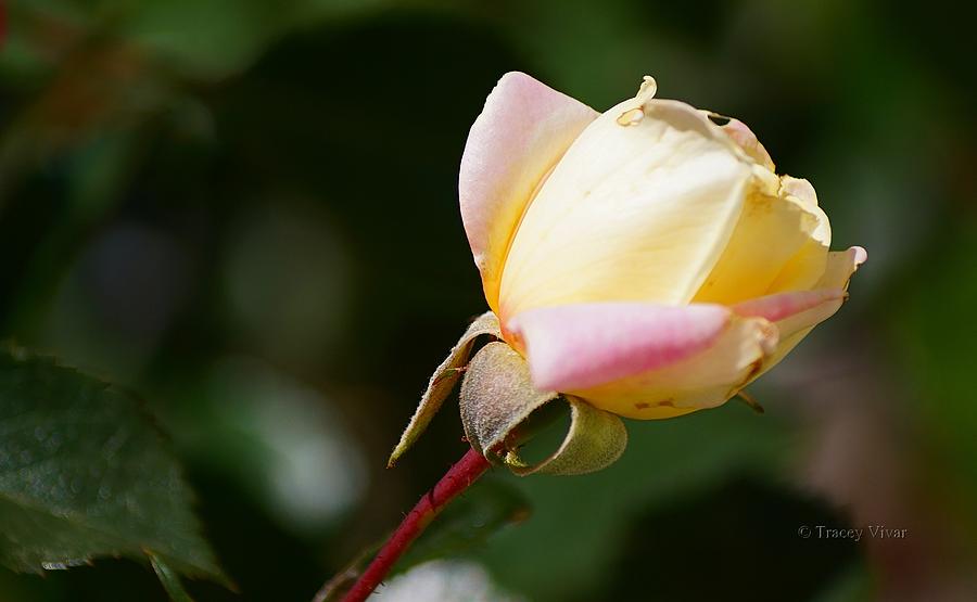 Rose Bud in Pink and Cream Photograph by Tracey Vivar