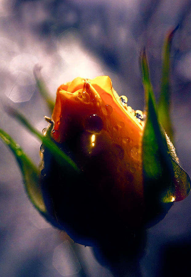Rose bud in the highlight Photograph by Lilia S