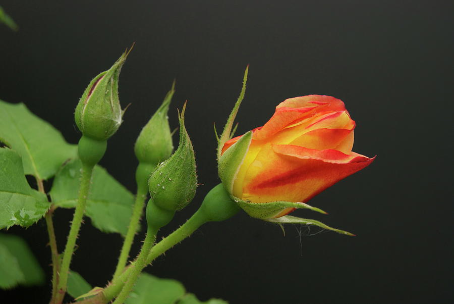 Rose Bud Photograph by Michael Peychich
