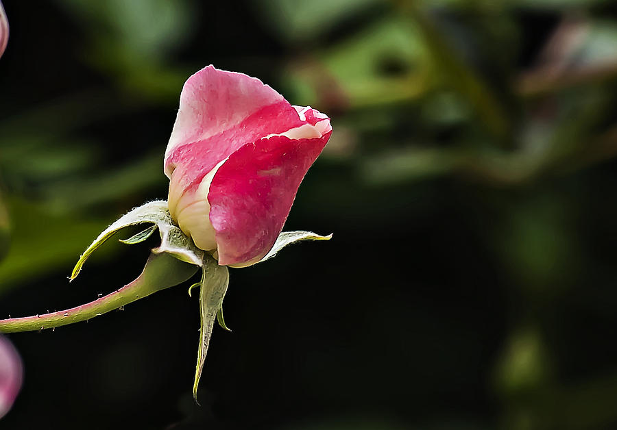 Rose Bud Photograph by Michael Whitaker
