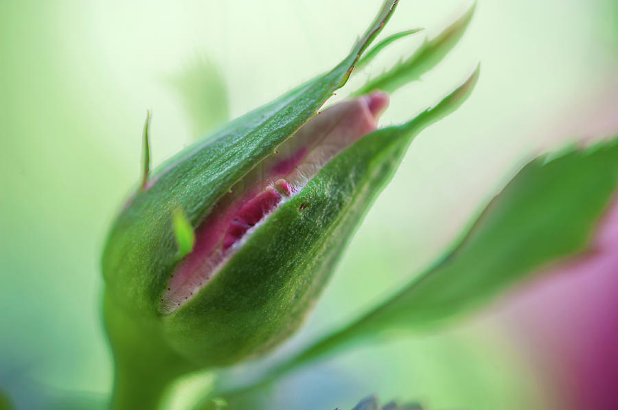 Rose Bud. New Beginning Photograph by Jenny Rainbow