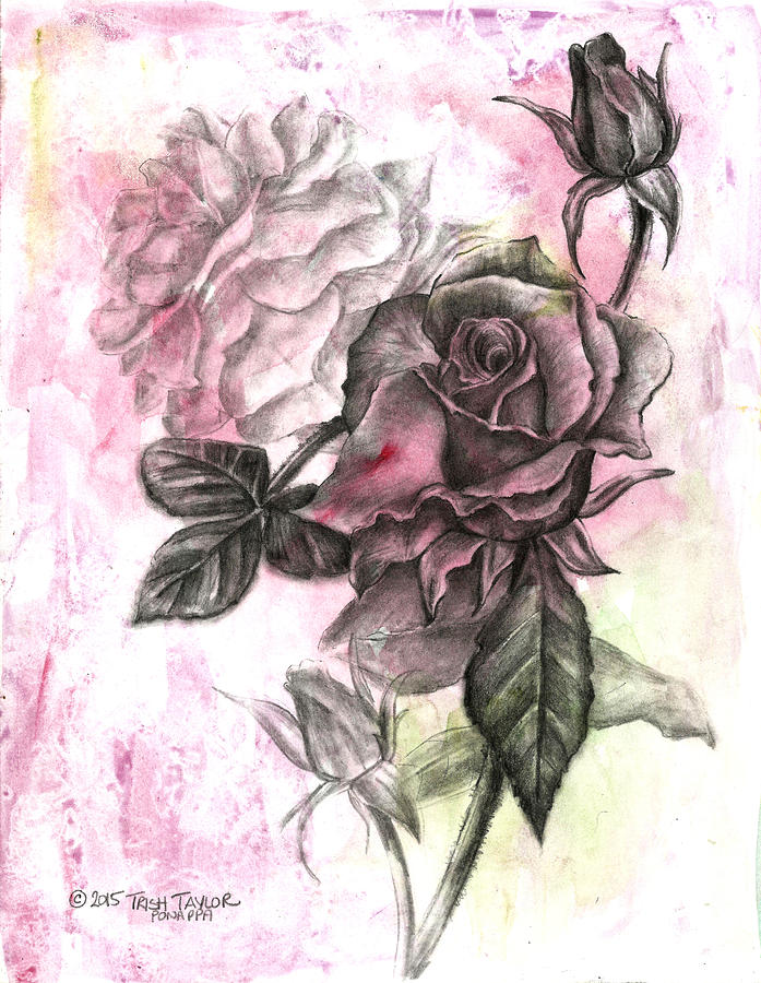 Rose Drawing - Rose Bud Pink by Trish Taylor Ponappa