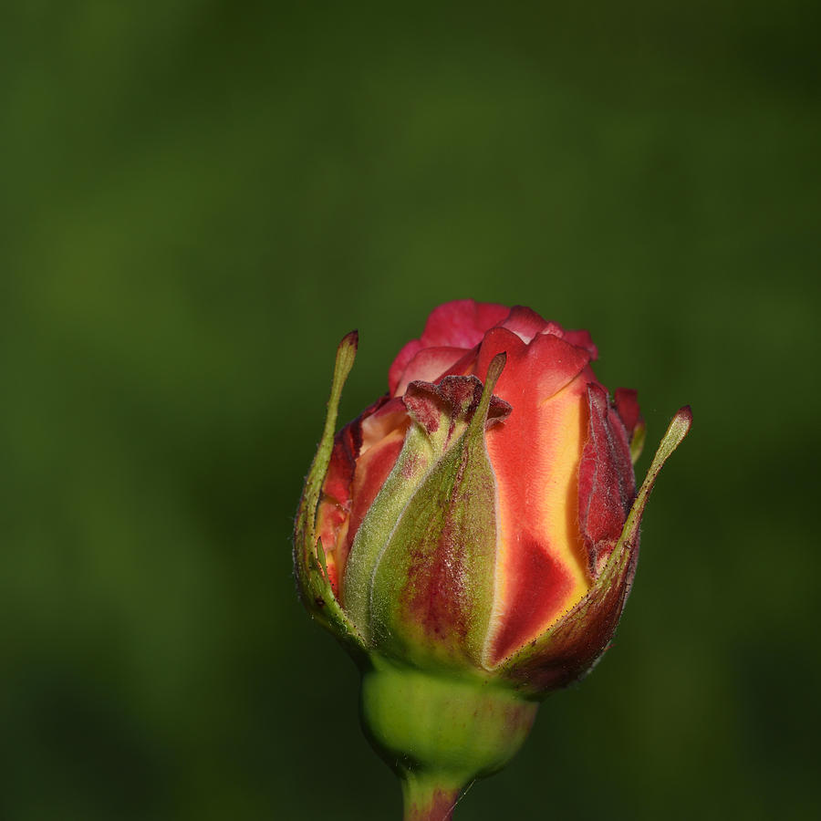 Rose Bud Photograph