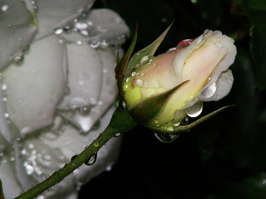 Rose Bud  Photograph by Wilma Stout