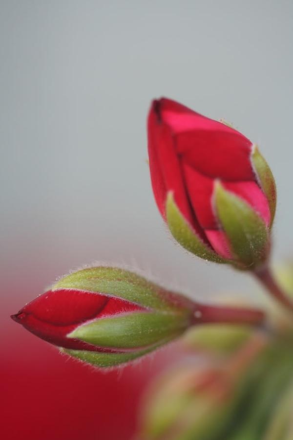 Rose Photograph - Rose Buds A Deux by Louise Mingua