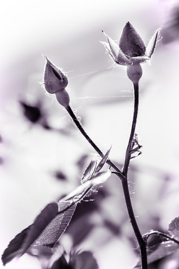 Rose buds Photograph by Chris Bordeleau