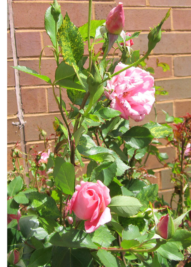 Rose bush- Greeting cards Photograph by Glenda Crigger