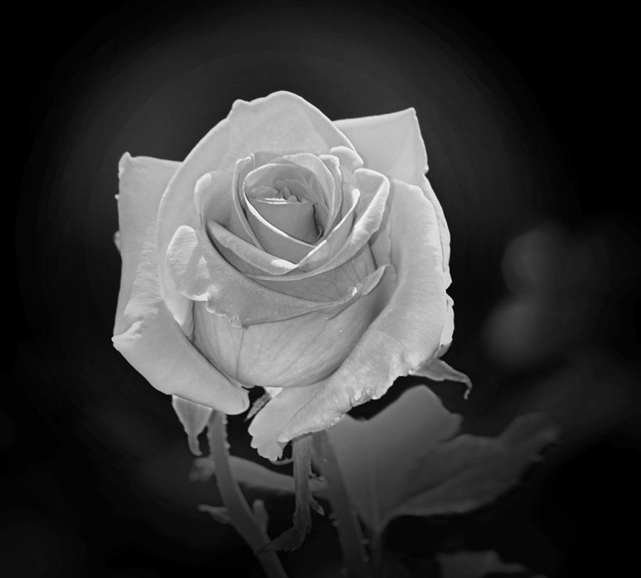 Rose BW 15-01 Photograph by Maria Urso