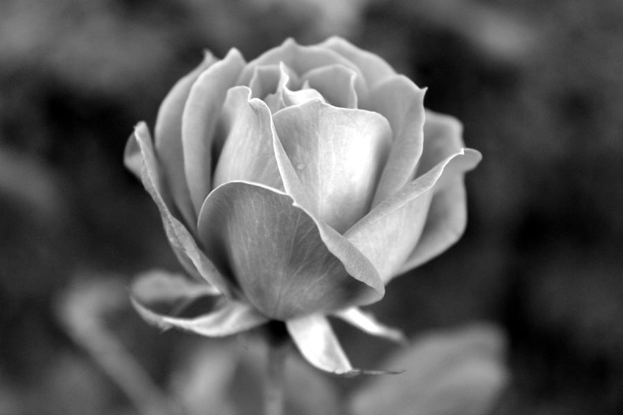 Rose - bw Photograph by Beth Vincent