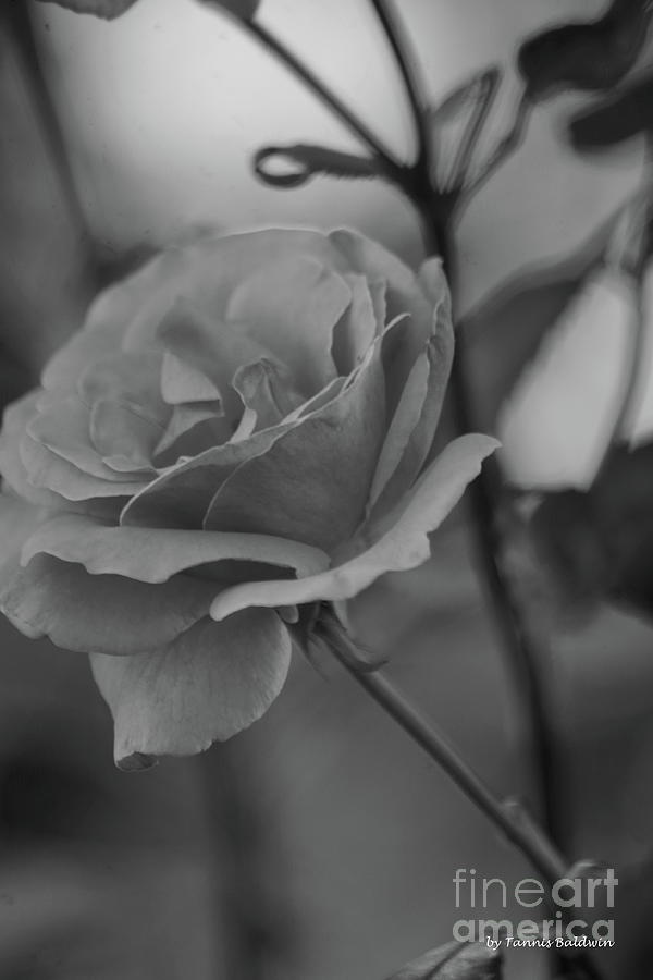 Rose BW Photograph by Tannis Baldwin