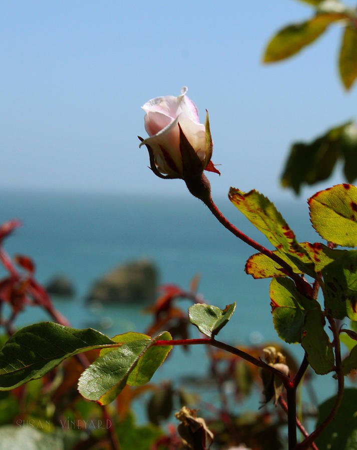 Rose by the Sea Photograph by Susan Vineyard