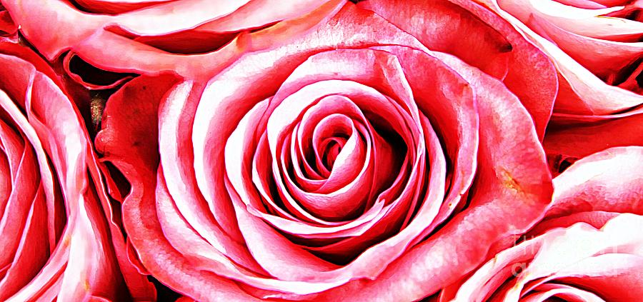Rose Canvas Photograph by Clare Bevan