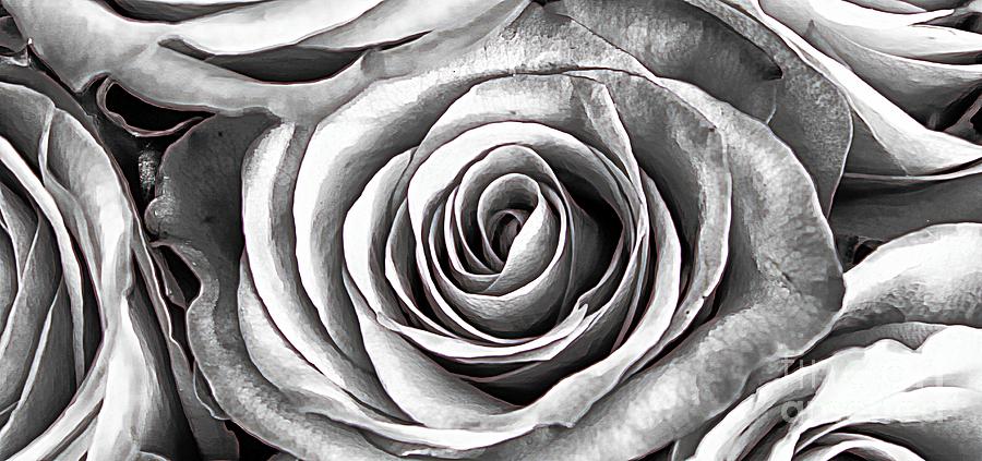 Rose Canvas in Black and White Photograph by Clare Bevan