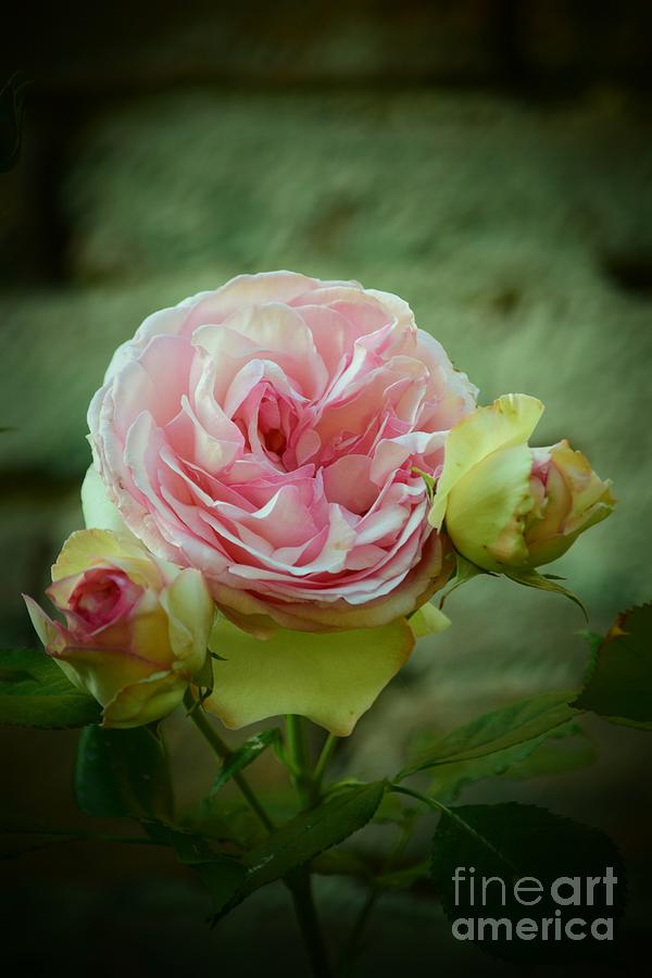 Rose Capulet Photograph by Debra Banks