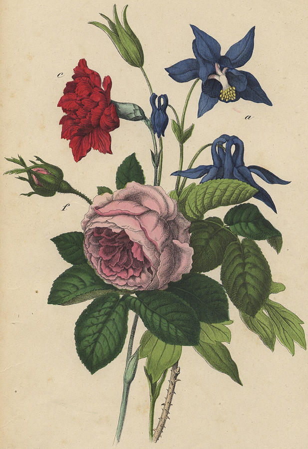 Rose Carnation Aquilegia Drawing by German Botanical Artist - Fine Art ...