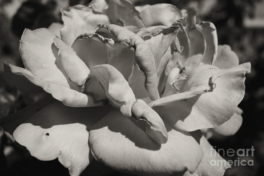Black And White Photograph - Rose by Cassandra Buckley