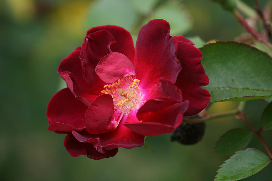 Flower Photograph - Red Velvet Rose by Cathy Harper