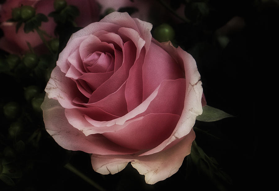 Rose Photograph - Rose Celeb by Richard Cummings