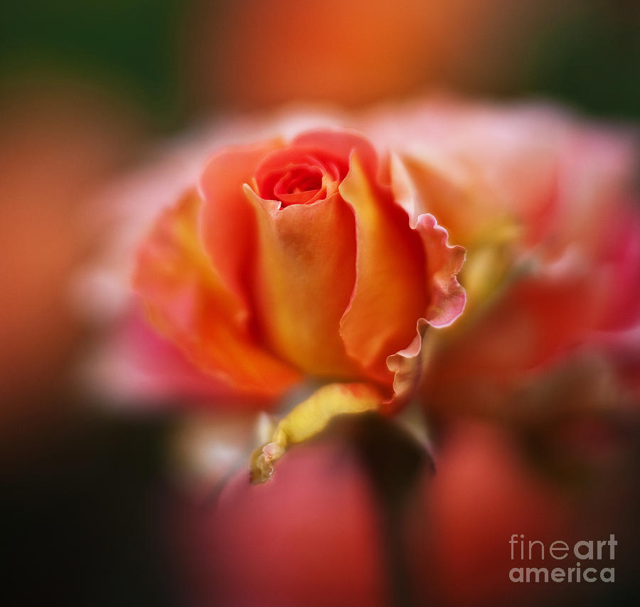 Rose Centerpiece Photograph