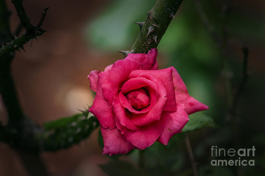 Nature Photograph - Rose by Charuhas Images