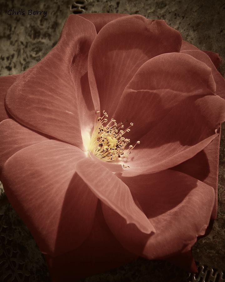 Rose Photograph by Chris Berry