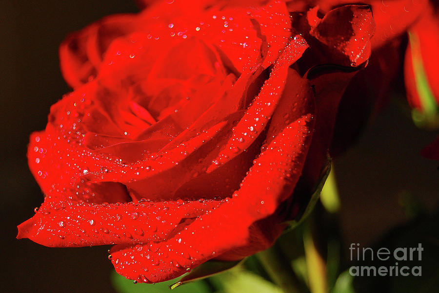 Rose Photograph By Christine Tolosa Fine Art America