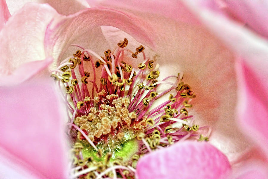 Rose Close-up 3 Photograph