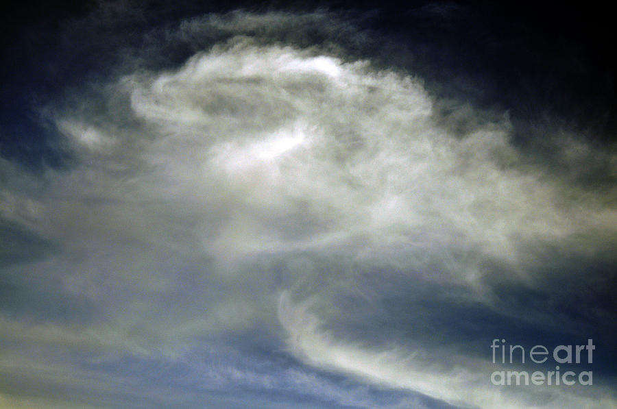 Rose Cloud Photograph by Clayton Bruster