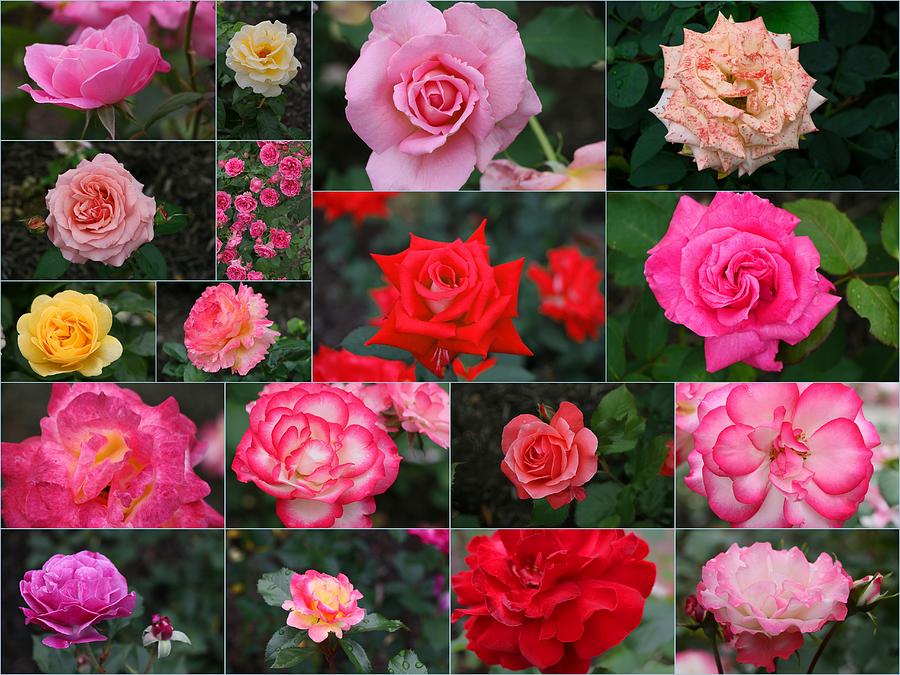 Rose Collage 3 Photograph by Allen Beatty