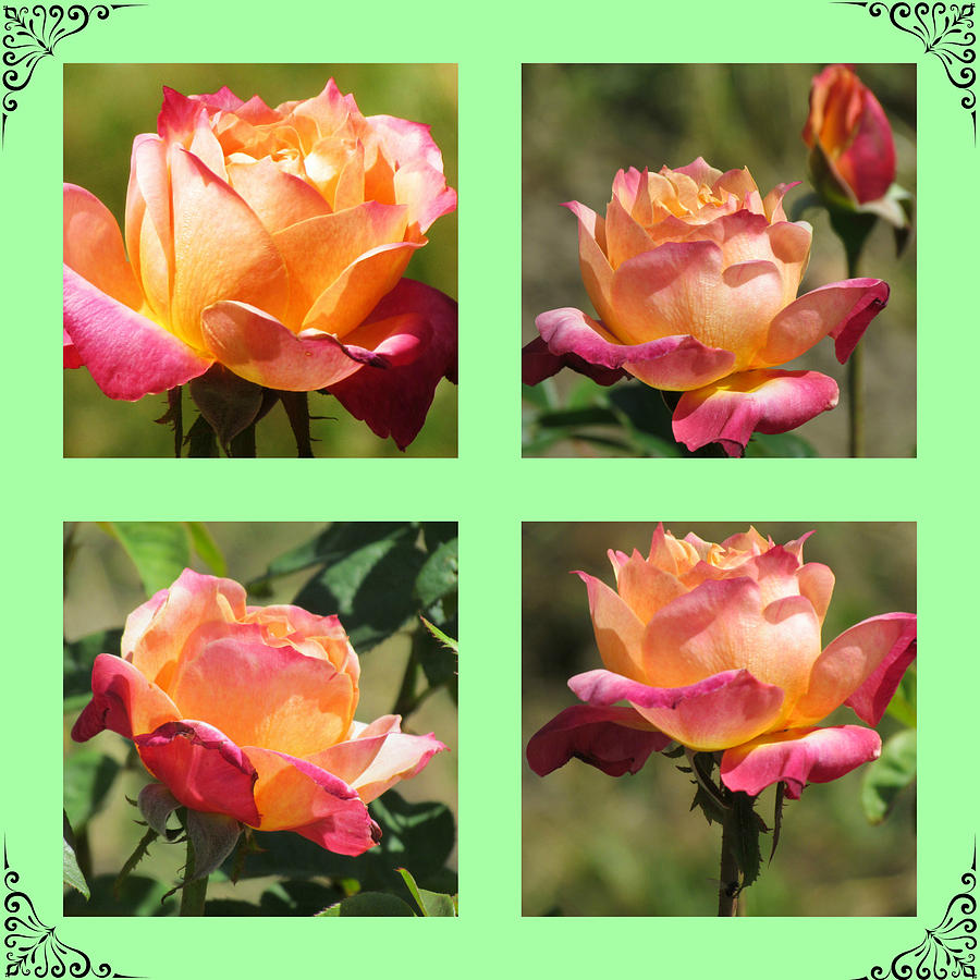 Rose Photograph - Rose Collage by Beverly Canterbury