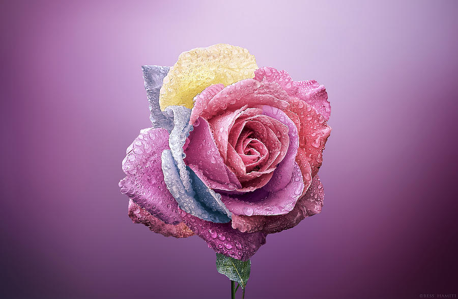 Nature Photograph - Rose Colorfull by Bess Hamiti