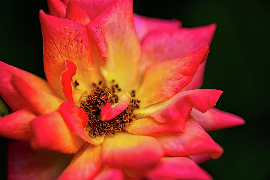 Rose Corolla Photograph by Richard Gregurich