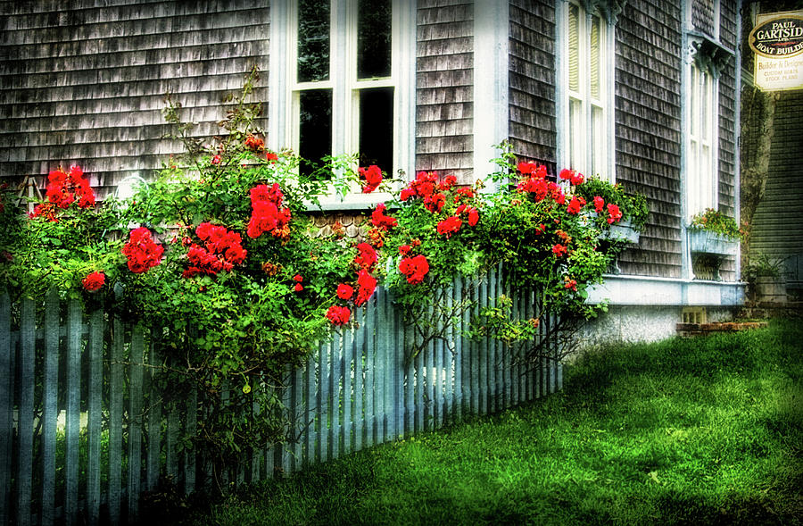 Rose-covered Fence in Shelburne NS Photograph by Carolyn Derstine