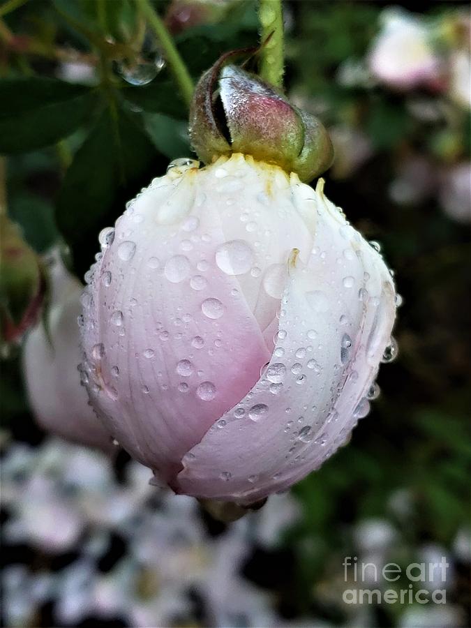 Rose covered in Dew Photograph by Anita Adams