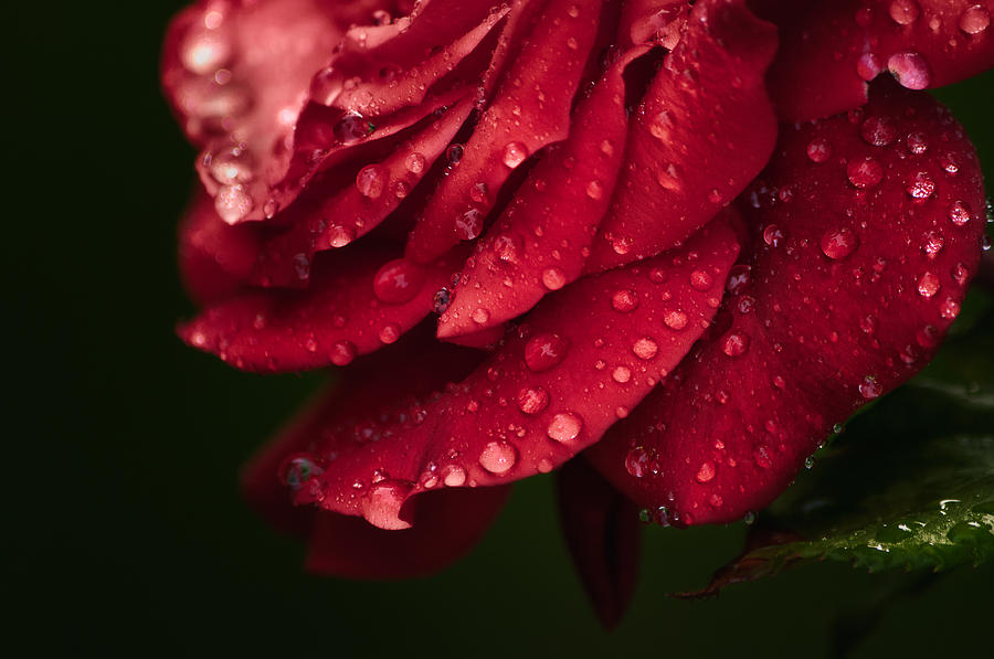 Rose Photograph by Craig Szymanski