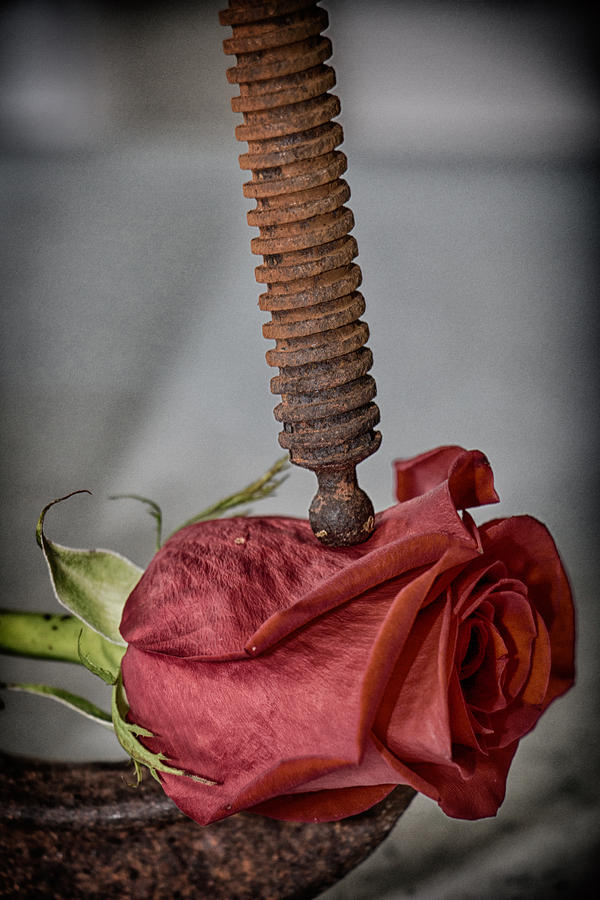 Rose Crush Closeup Photograph by Cary Songy - Fine Art America