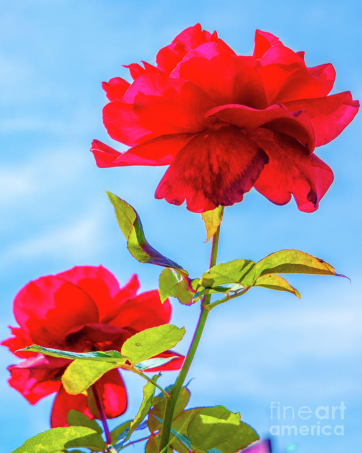 Flower Photograph - Rose by David Lane
