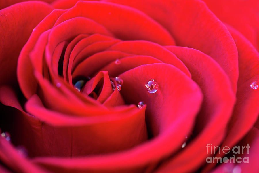 Red rose with dew water drops Photograph by Delphimages Photo Creations