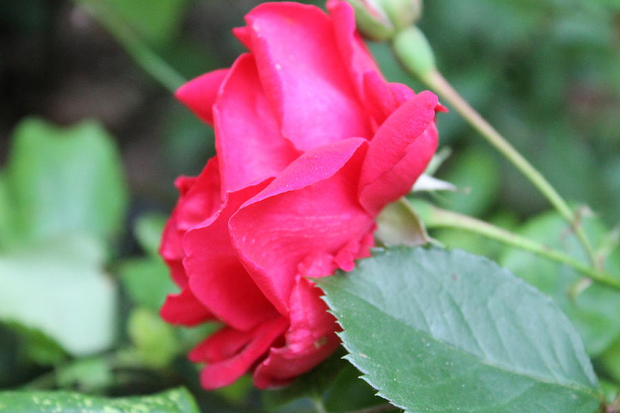 Rose Flower Photograph - Rose by Deven Birdwell