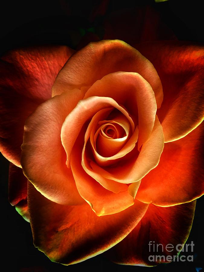 rose by Donald Paczynski rose by Donald Paczynski