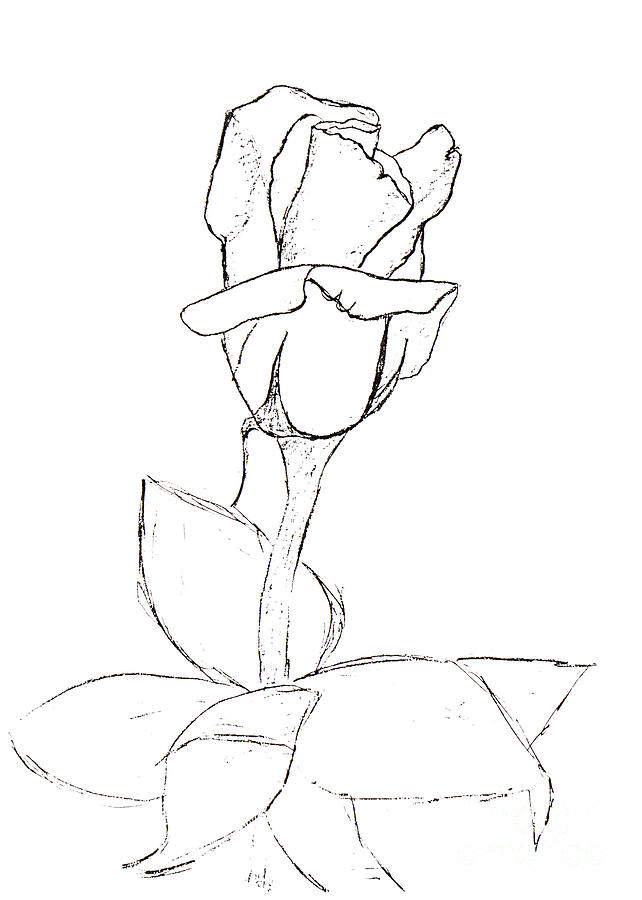 Rose, drawing Painting by Irina Afonskaya