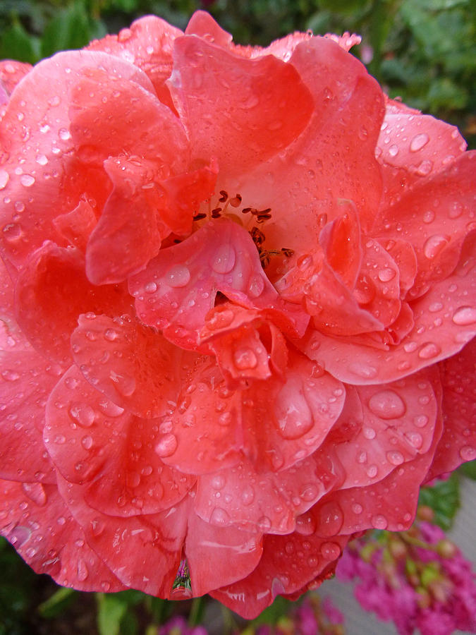 Rose Drops Photograph by Claudia Goodell