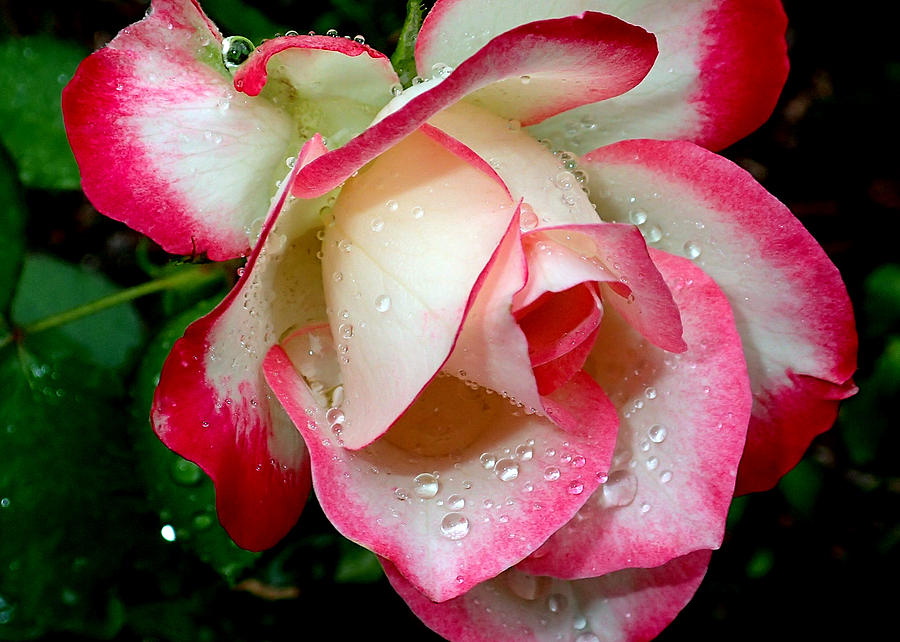Rose Drops Photograph by Farol Tomson