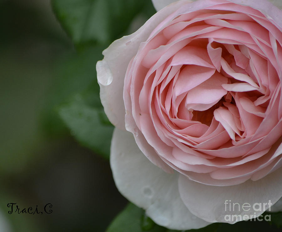 Rose Drops Photograph by Traci Cottingham