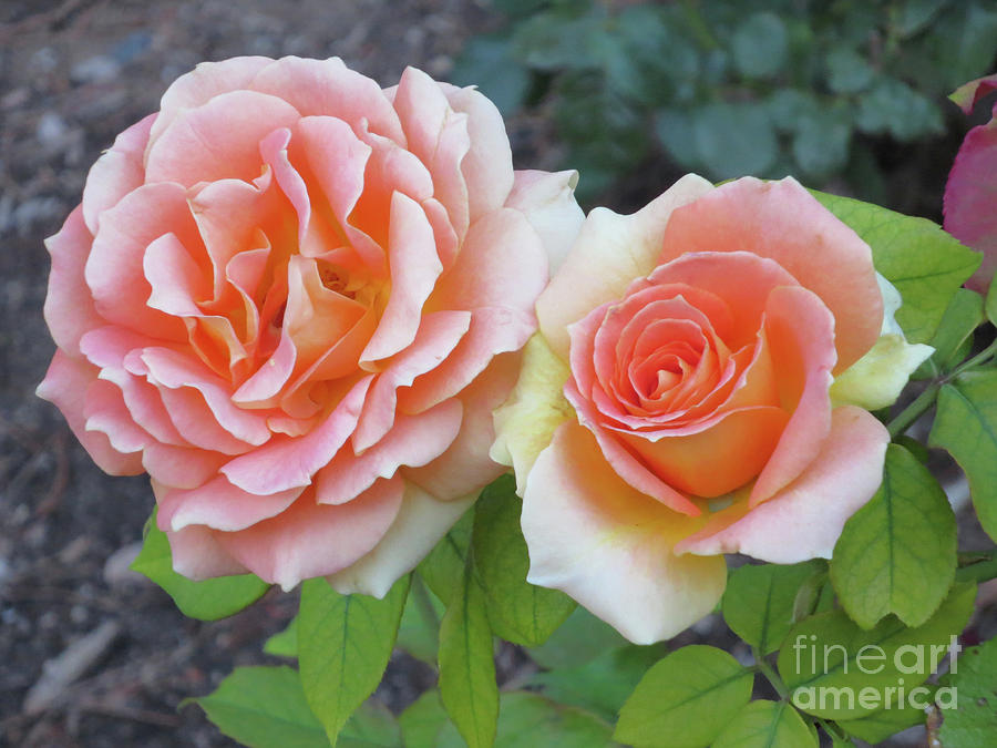 Peach Photograph - Rose Duet by Tracy Farrand